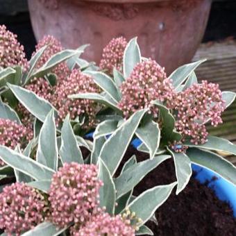 Skimmia japonica 'Mystic Marlot'