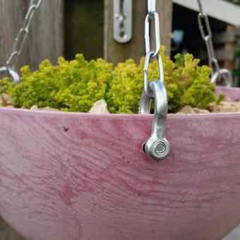 Sedum acre 'Elegans'