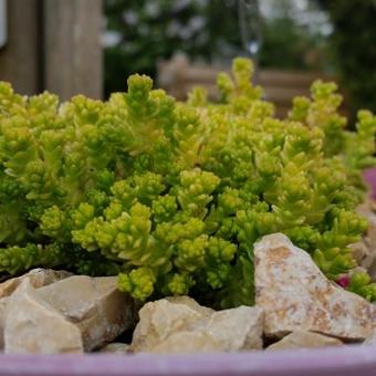 Sedum acre 'Elegans'