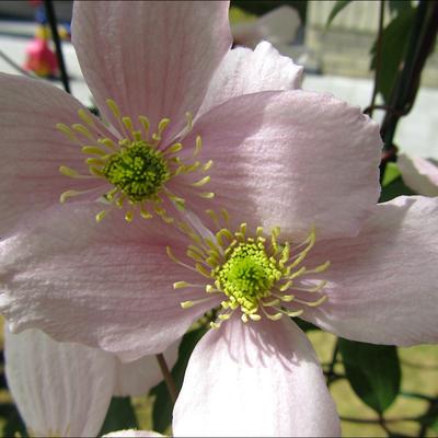 Clematis montana var. rubens - 