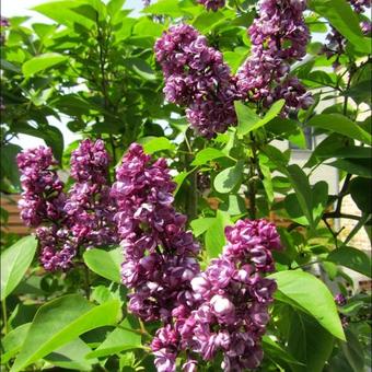 Syringa vulgaris 'Charles Joly'