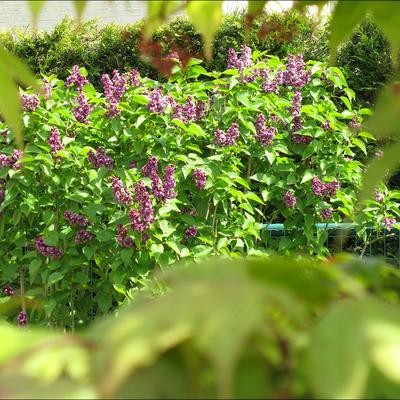 Syringa vulgaris 'Charles Joly' - Syringa vulgaris 'Charles Joly'