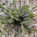 Erica x darleyensis f. albiflora 'White Perfection' - 