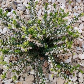 Erica x darleyensis f. albiflora 'White Perfection'