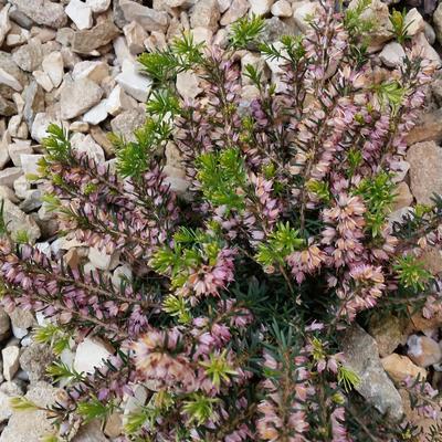 Erica x darleyensis 'Ghost Hills' - 