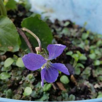 Viola sororia 'Blue Diamond'