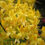 Rhododendron 'Anneke' - 