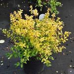 Ligustrum ovalifolium 'Lemon and Lime' - 