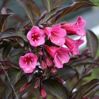 Weigela florida 'Alexandra'