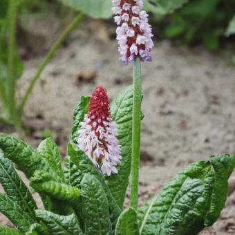 Primula vialii