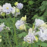 Aquilegia vulgaris var. flore-pleno 'Tower Light Blue' - 