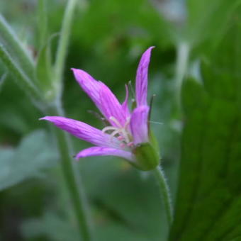 Geranium x oxonianum f. thurstonianum 'Sherwood'