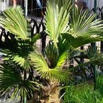 Trachycarpus wagnerianus x fortunei - 