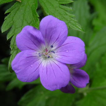 Geranium sylvaticum 'Mayflower'