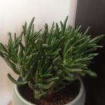 Crassula ovata 'Gollum' - 