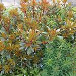 Drimys lanceolata 'Red Spice' - 