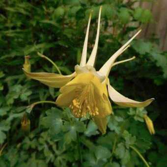 Aquilegia chrysantha 'Yellow Queen'