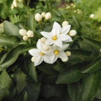 Lycianthes rantonnetii 'White Charles'