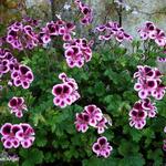 Pelargonium 'Spanish Angel' - 