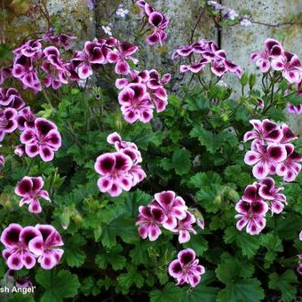 Pelargonium 'Spanish Angel'