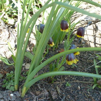 Fritillaria michailovskyi