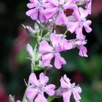 Silene viscaria - Lychnis viscaria