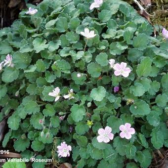 Erodium Variabile 'Roseum'