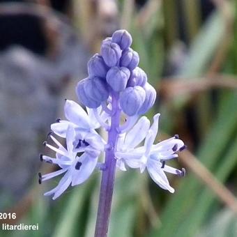 Scilla litardierei