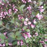 Weigela florida 'Foliis Purpureis' - 