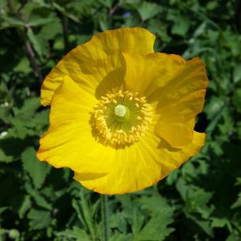 Meconopsis cambrica