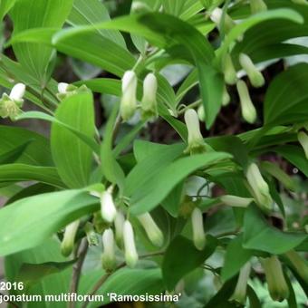 Polygonatum multiflorum 'Ramosissima'