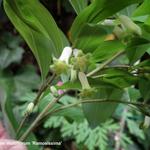 Polygonatum multiflorum 'Ramosissima' - 