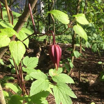 Clematis 'Dusky'