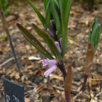 Polygonatum curvistylum - 