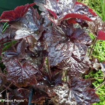 Heuchera micrantha 'Palace Purple'