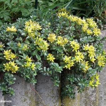 Sedum selskianum