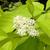 Cornus alba 'Aurea'