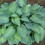 Hosta 'Paradise Joyce' - 