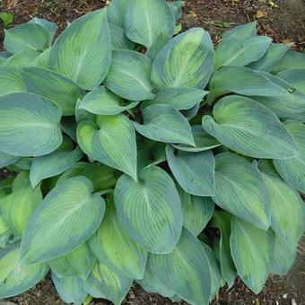 Hosta 'Paradise Joyce'