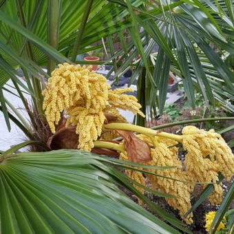 Trachycarpus fortunei