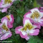 Schizanthus wisetonensis - Schizanthus wisetonensis