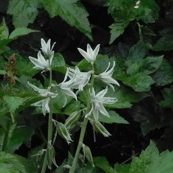 Ornithogalum nutans