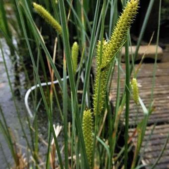 Carex pseudocyperus