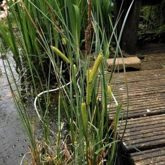 Carex pseudocyperus