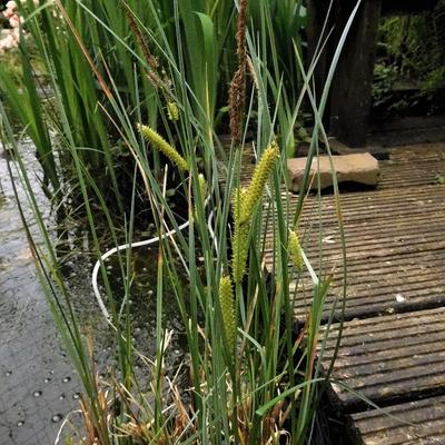 Scheinzypergras-Segge - Carex pseudocyperus