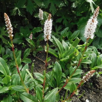 Persicaria affinis 'Darjeeling Red'