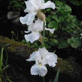 Iris germanica 'White Knight'