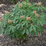 Aesculus pavia var. discolor 'Koehnei' - 