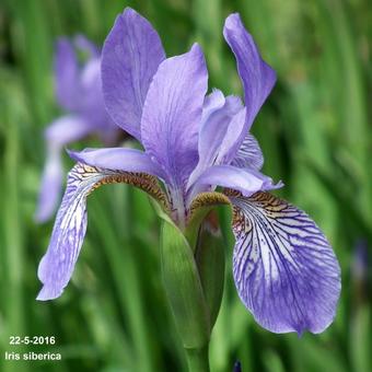 Iris sibirica