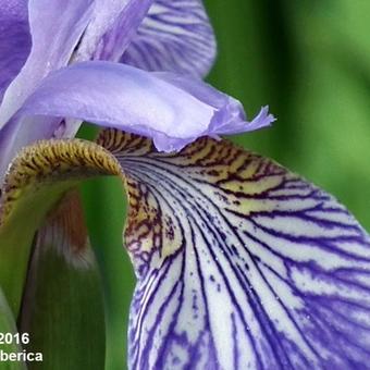 Iris sibirica